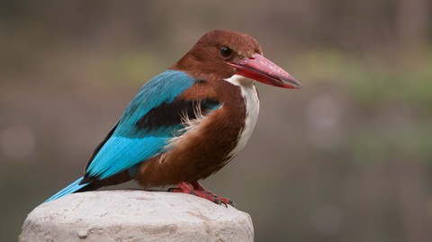 Martinho pescatore Branco-throated