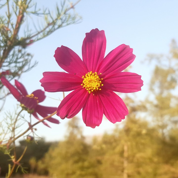 pink flower . . .