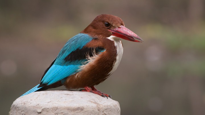 Martinho pescatore Branco-throated