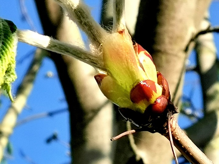 flowerbud