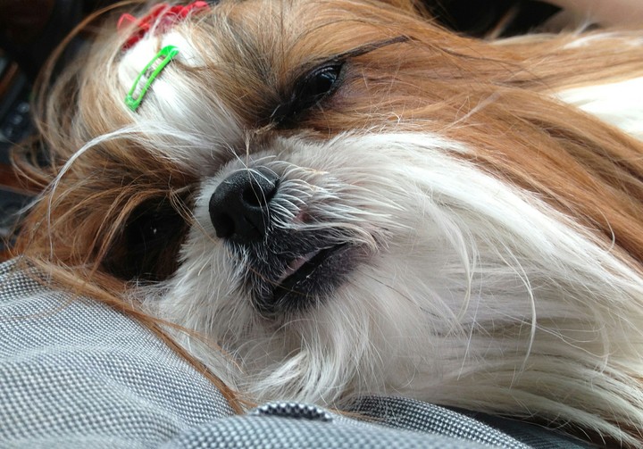 개피곤 Tired Dog :)