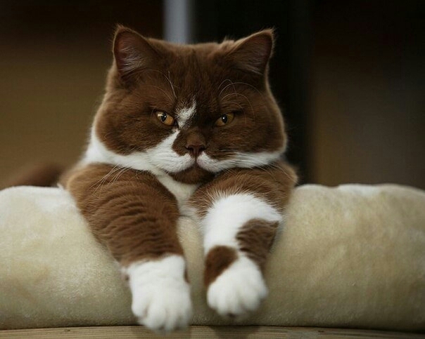 Котик