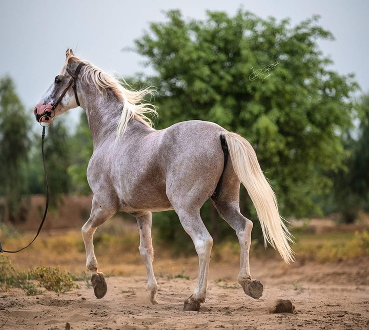 horse