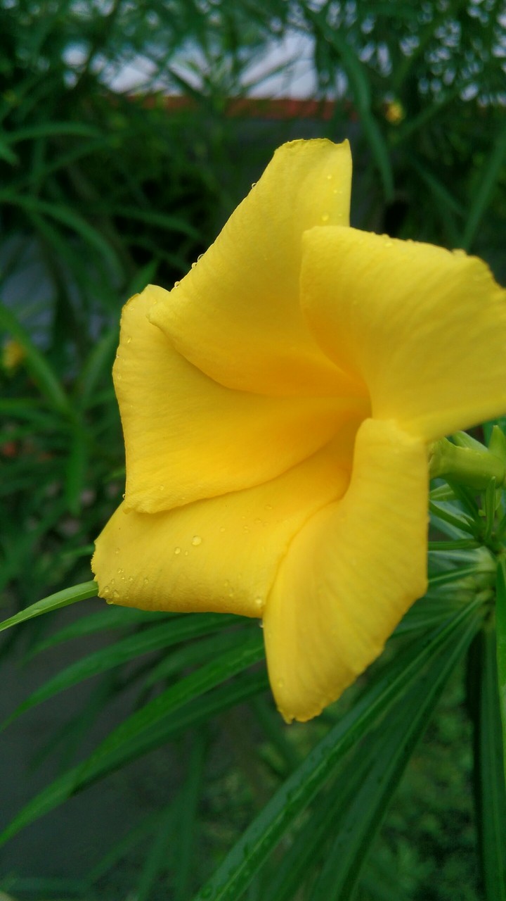 flower