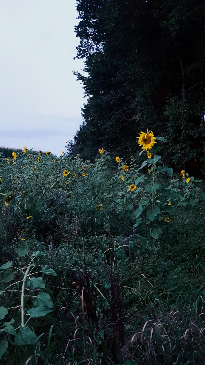 sunflower