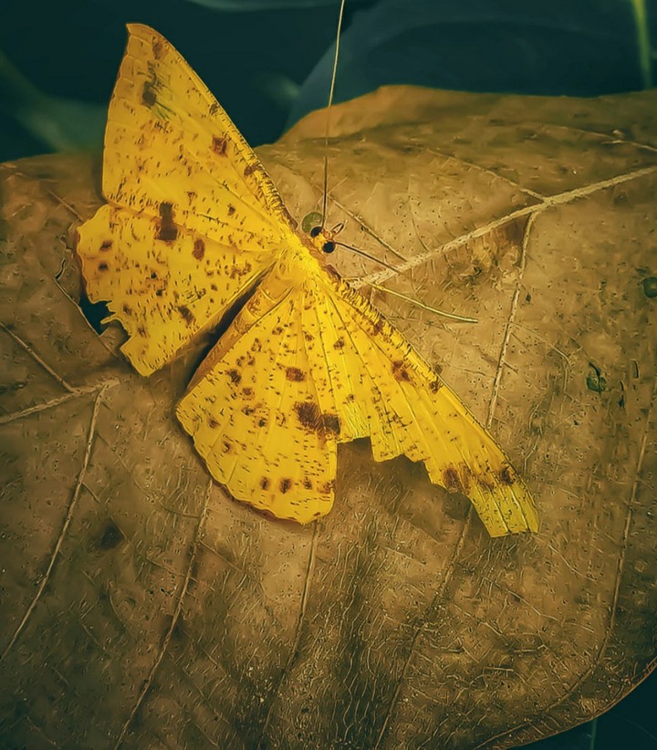 ???