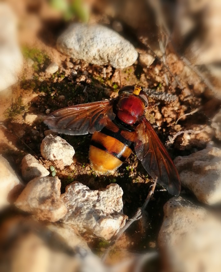 Bee