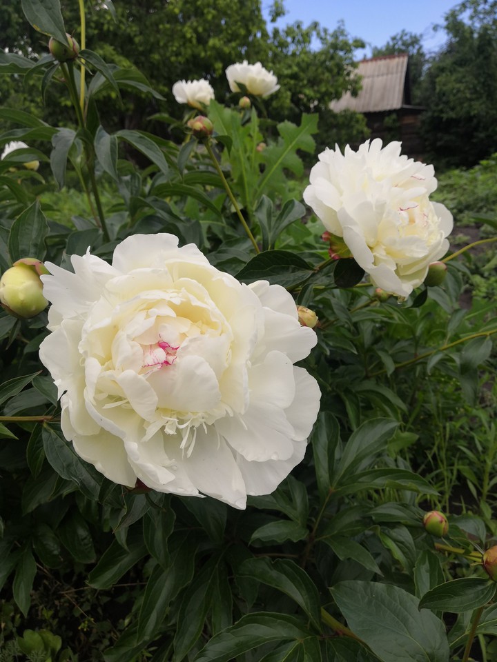 White peony
