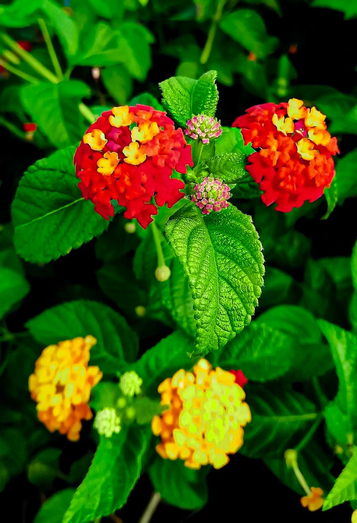 flower