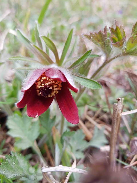 pasqueflower