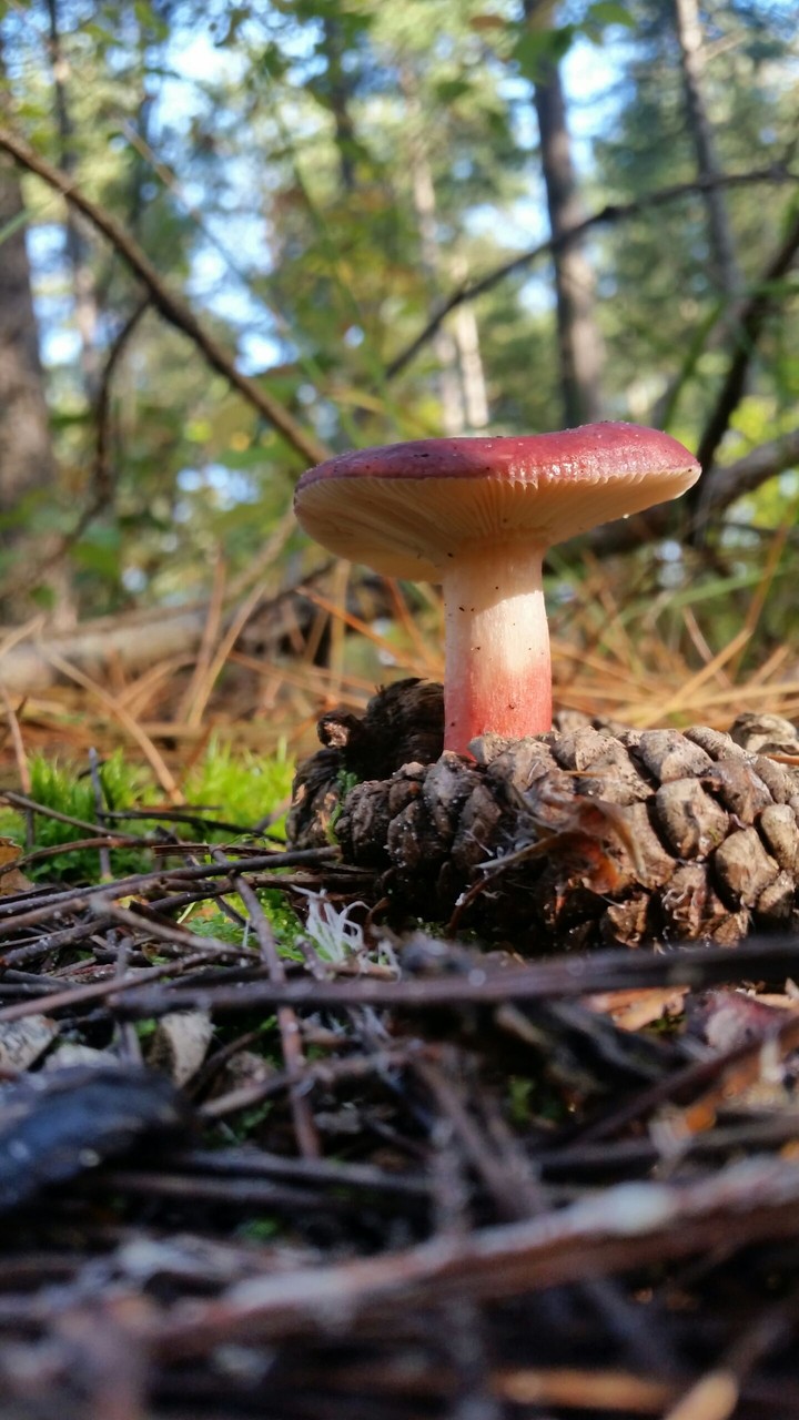Forest Life
