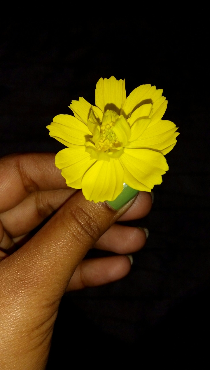 flowers are beautiful