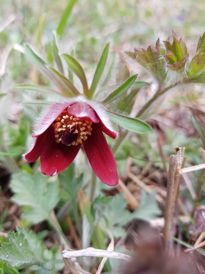 pasqueflower