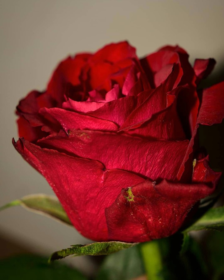 Velvet Rose
