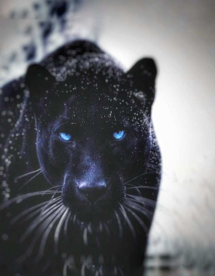 puma jaguar