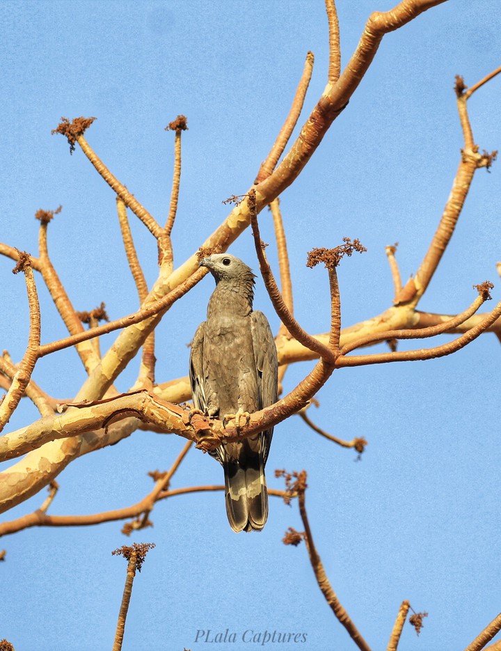 Crested Honey Buzzard - Ranthambore National Park