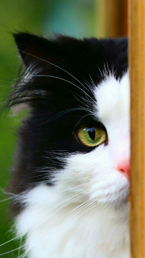 hey i am watching u