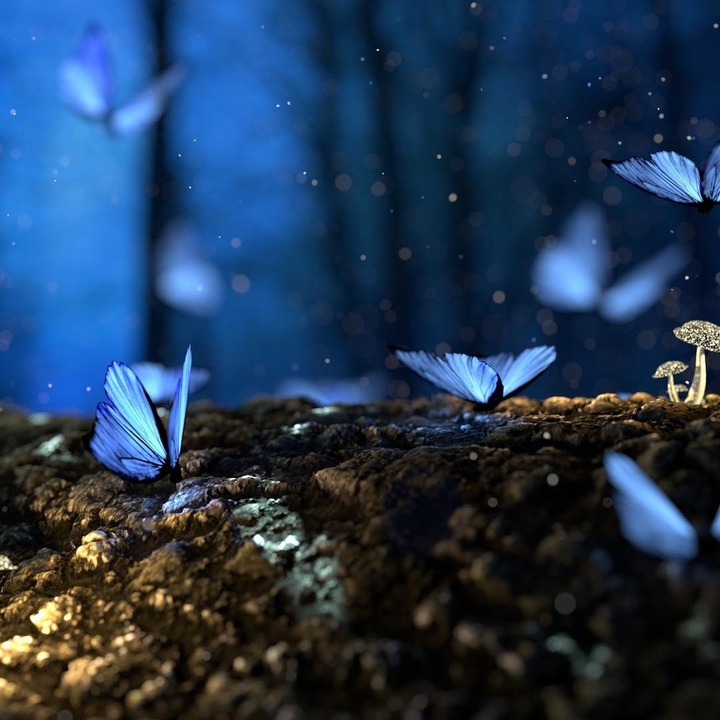 buterfly