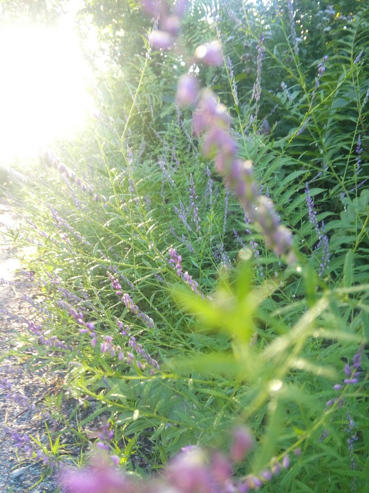 Flores