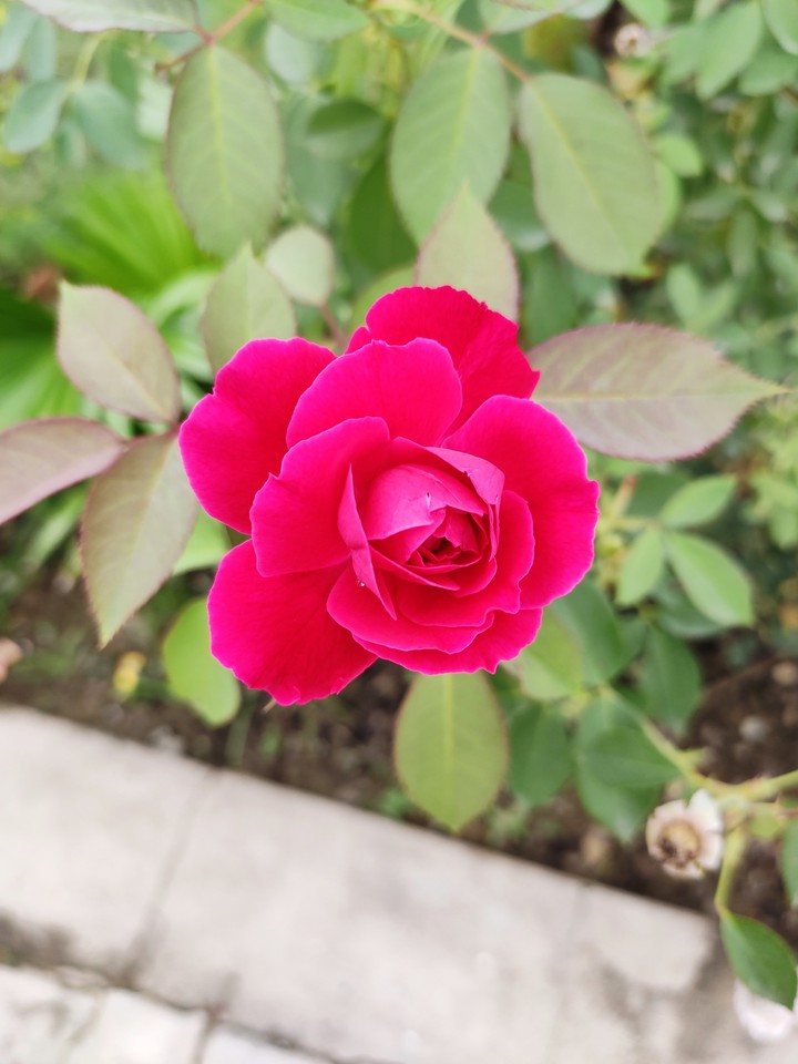 Its a rose day ?