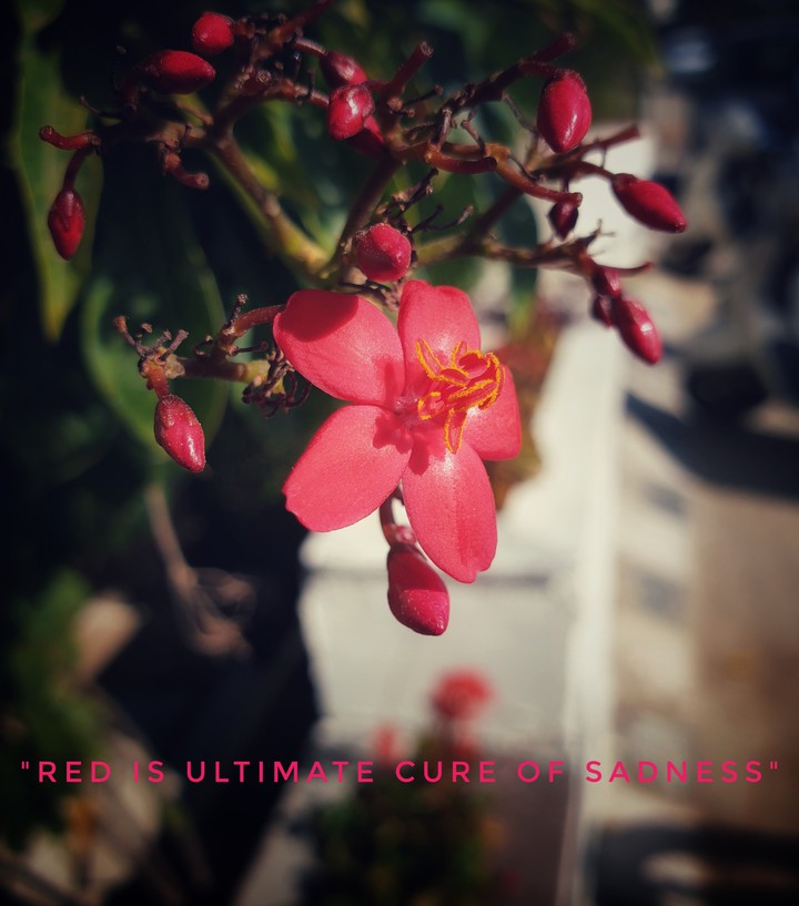 Red flower