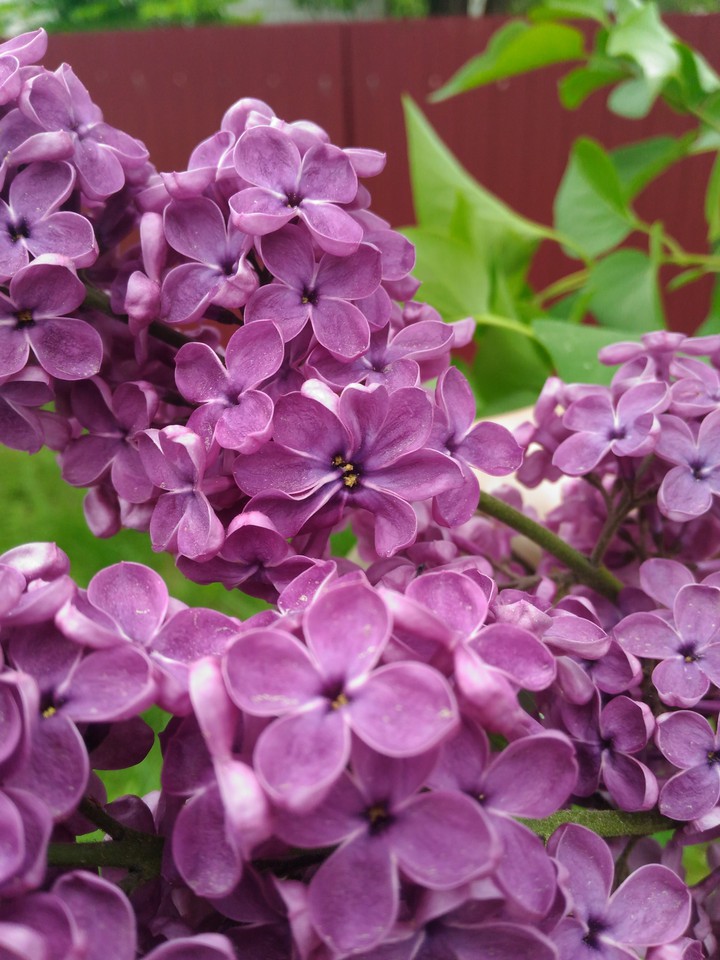 purple