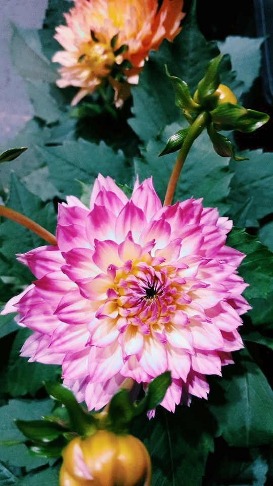 pretty flower