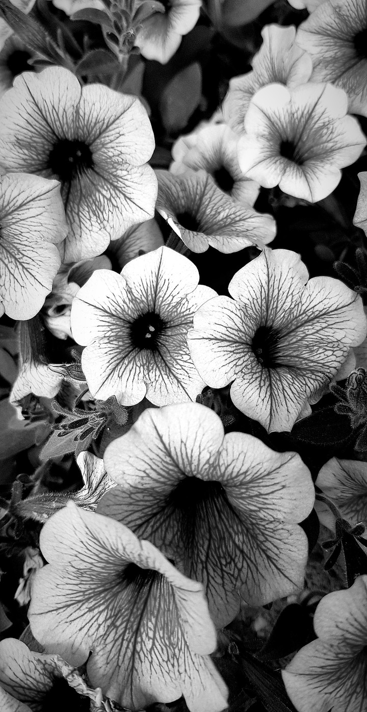 Flower Power