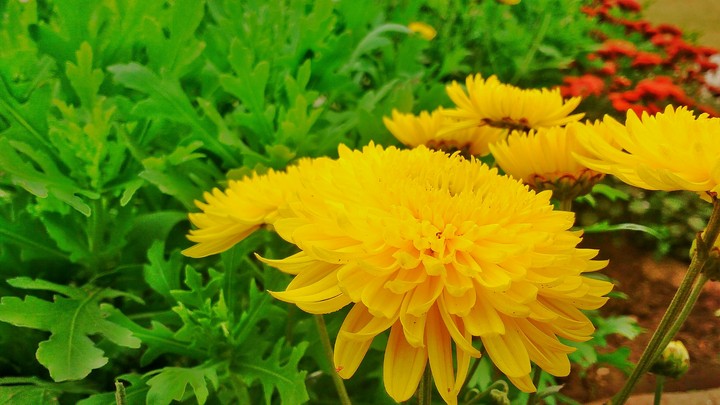 Eco Park flower