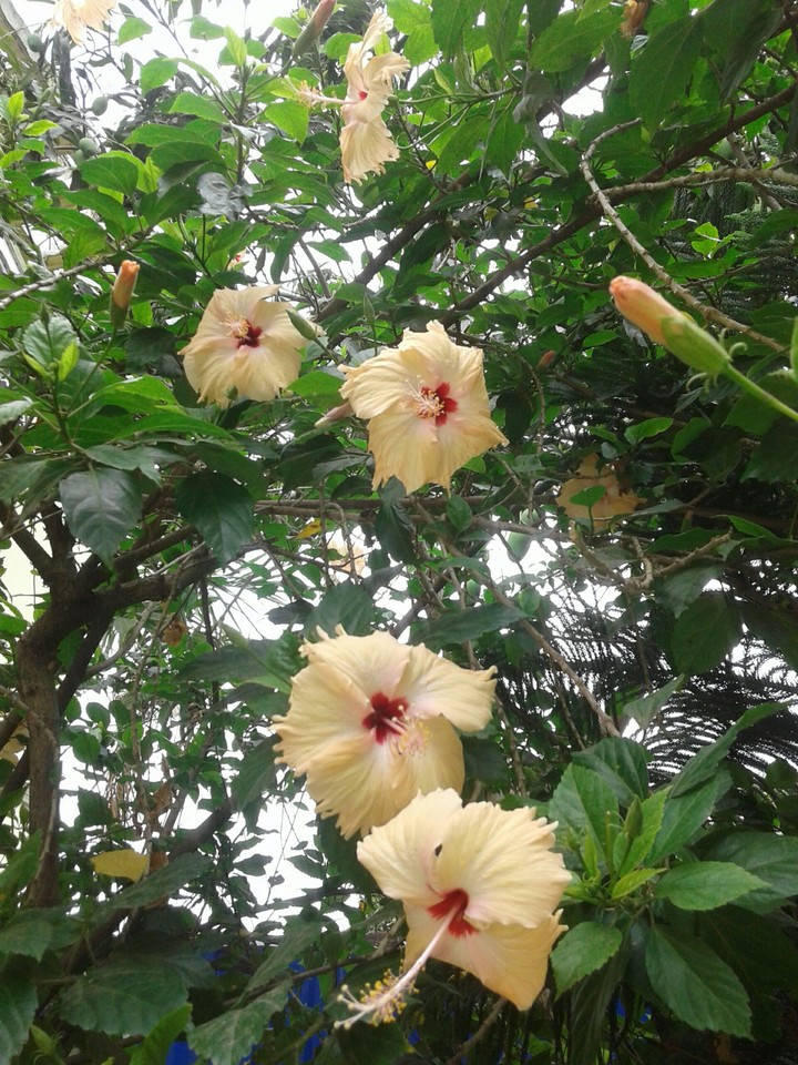 there has so many hibiscus