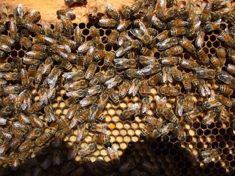 обои honeycomb, arthropod