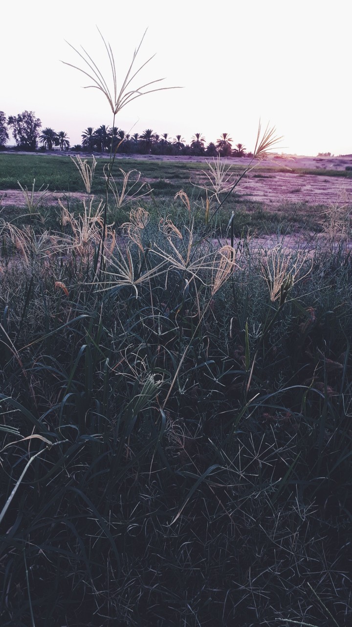 Amazing Sunset in my grandfather's farm 
