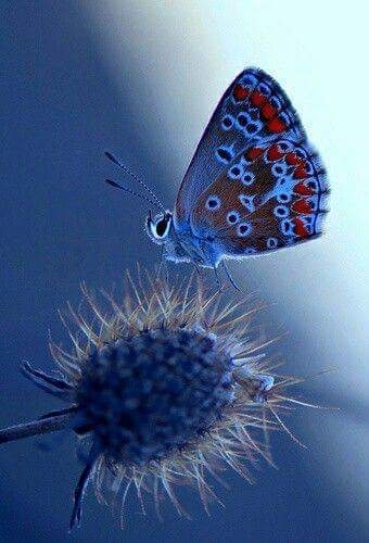 borboleta