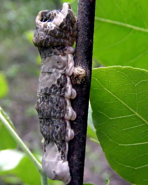 giant swallowtail caterpillar
