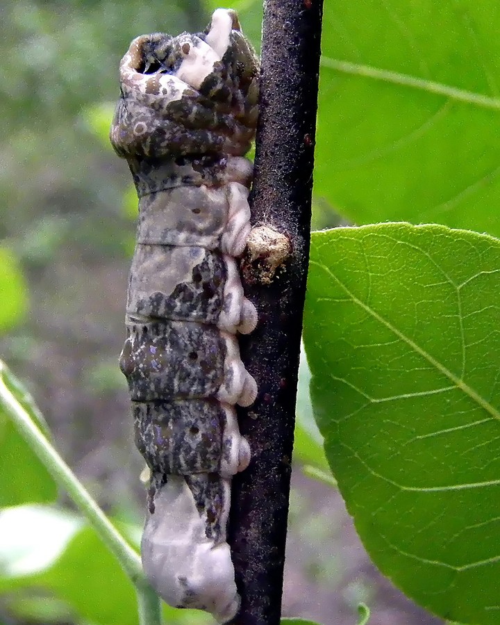 giant swallowtail  caterpillar