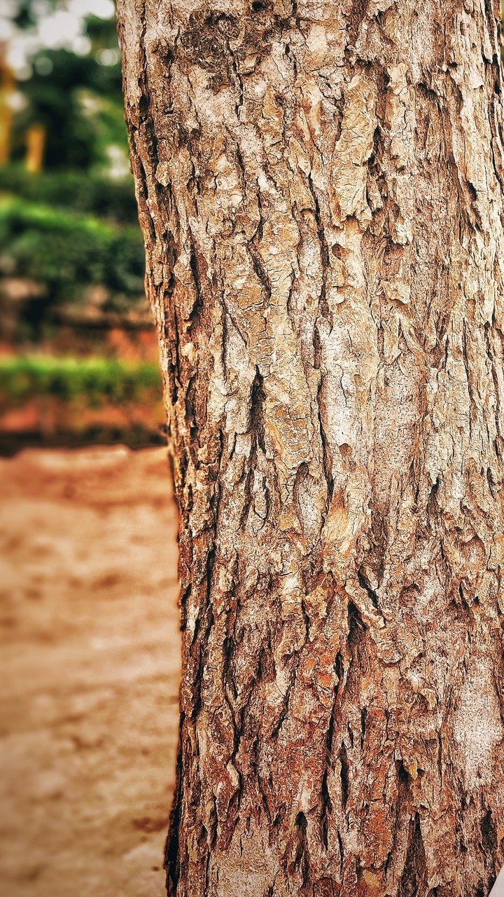 Trunk of the tree