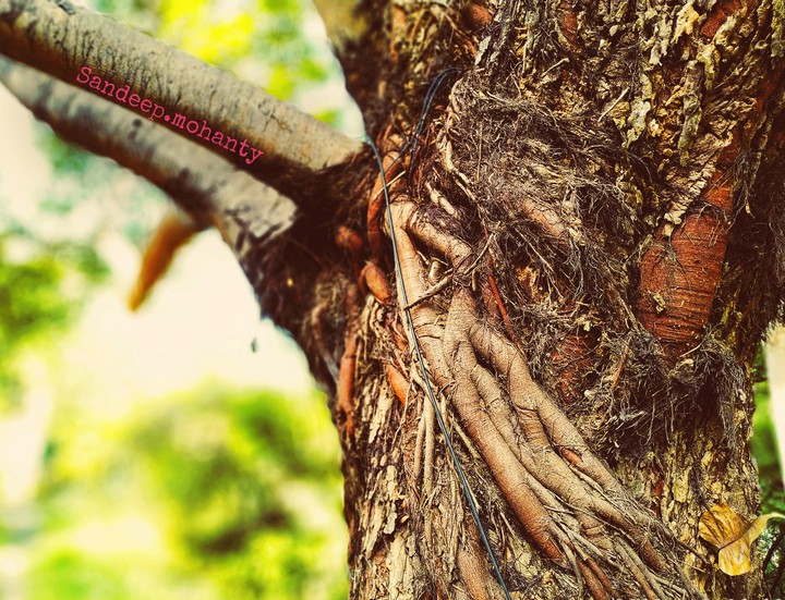 peepal