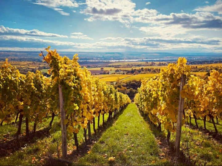vineyards