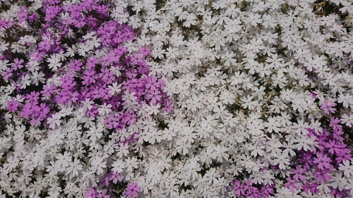芝桜