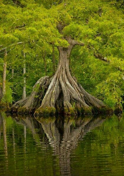tree