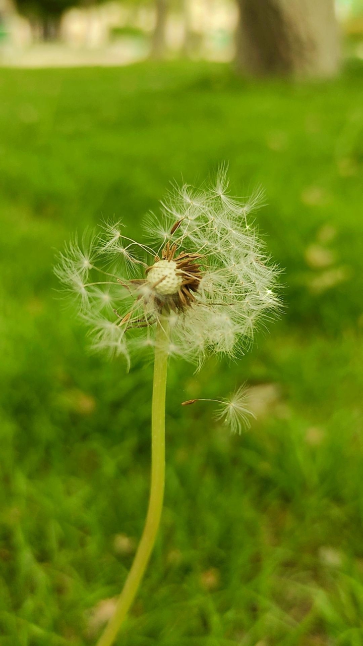 Dandelion