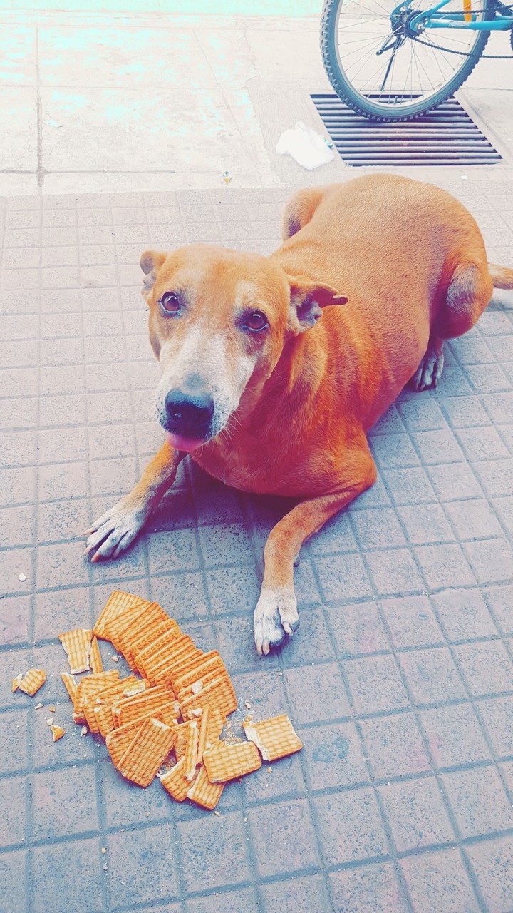 dog