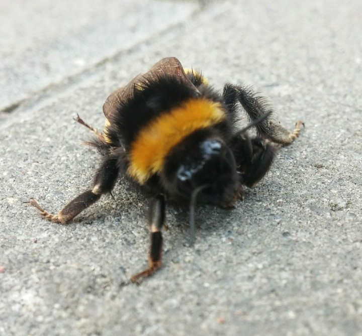 Hummel