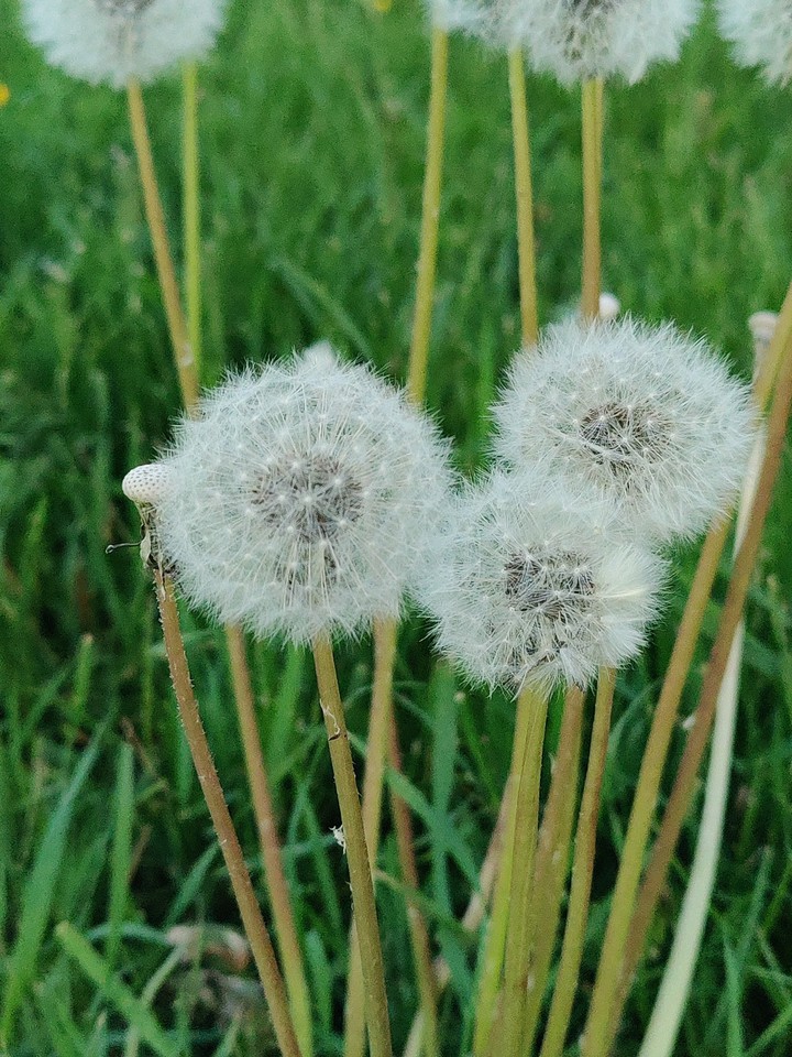pollen