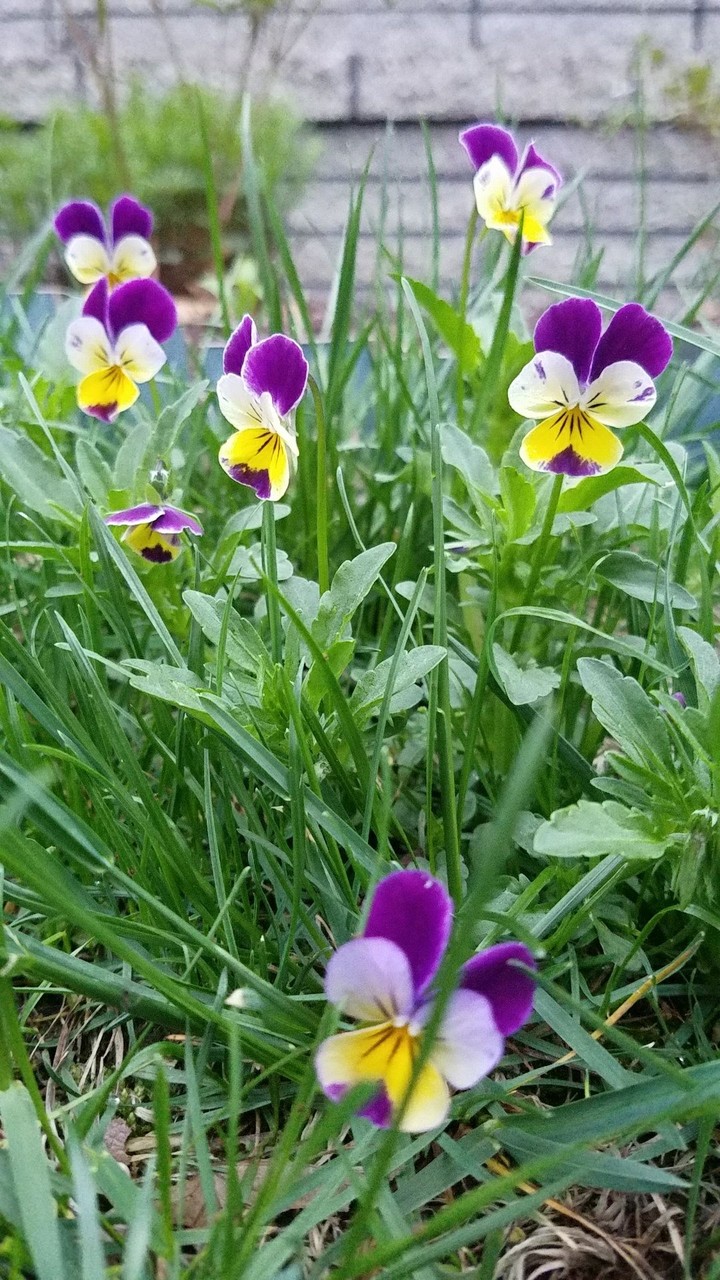 Pansy