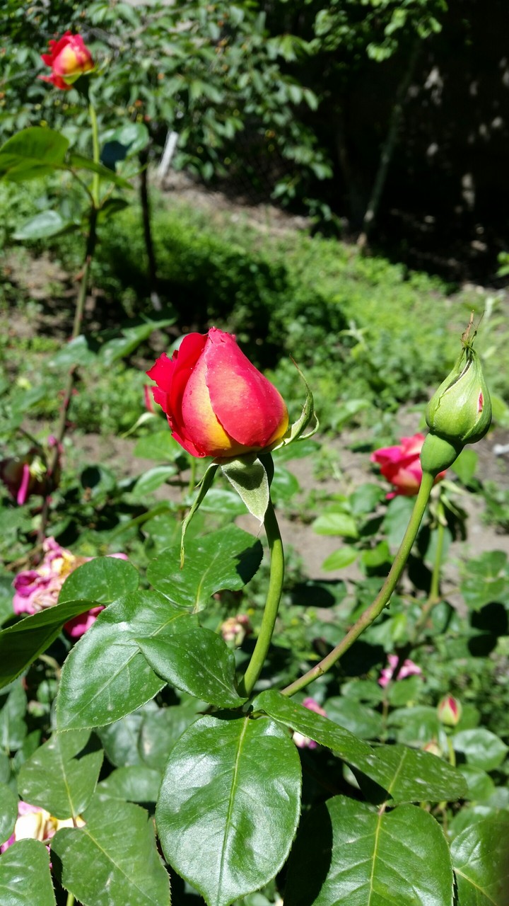 red rose