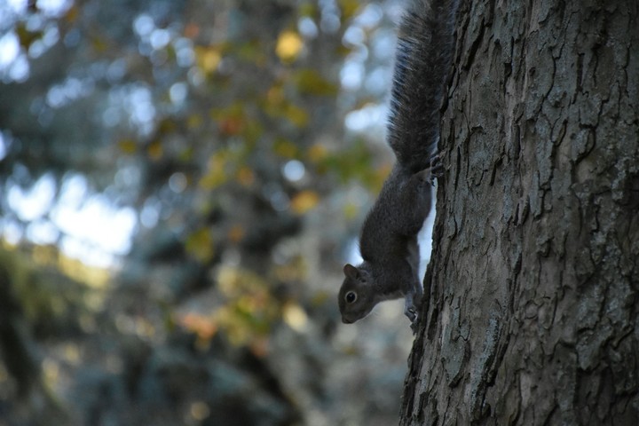 animals amazing