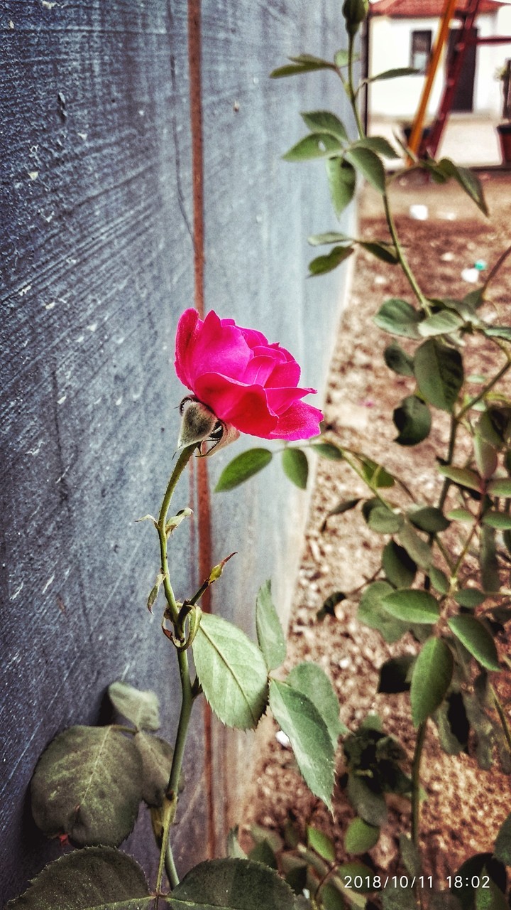 Flower