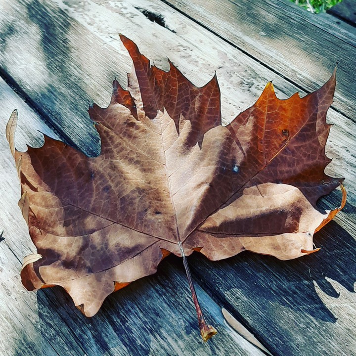 feuille