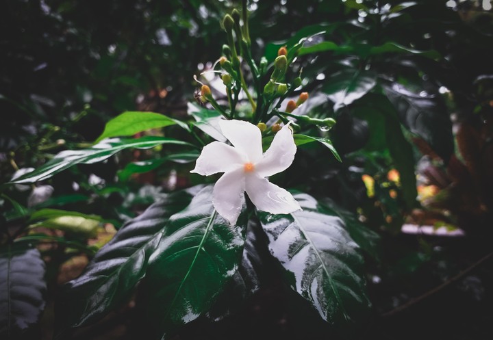 f l o w e r